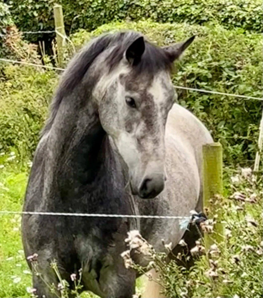 148 cm Connemara mare - Image 2
