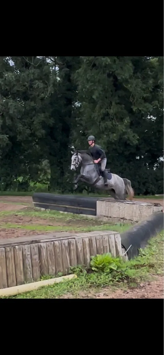 148 cm Connemara mare - Image 3