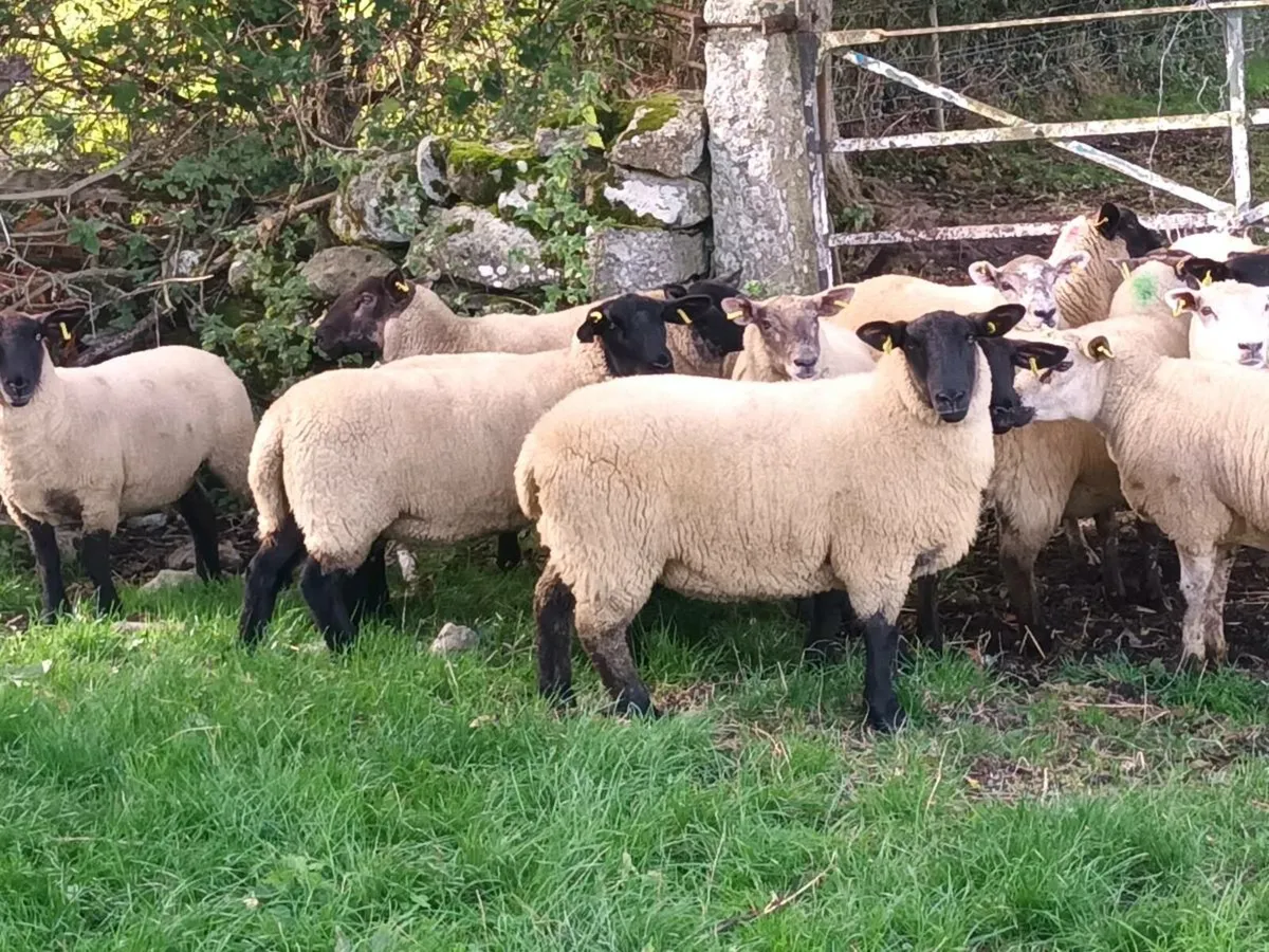 20 Hogget Ewes for sale - Image 1
