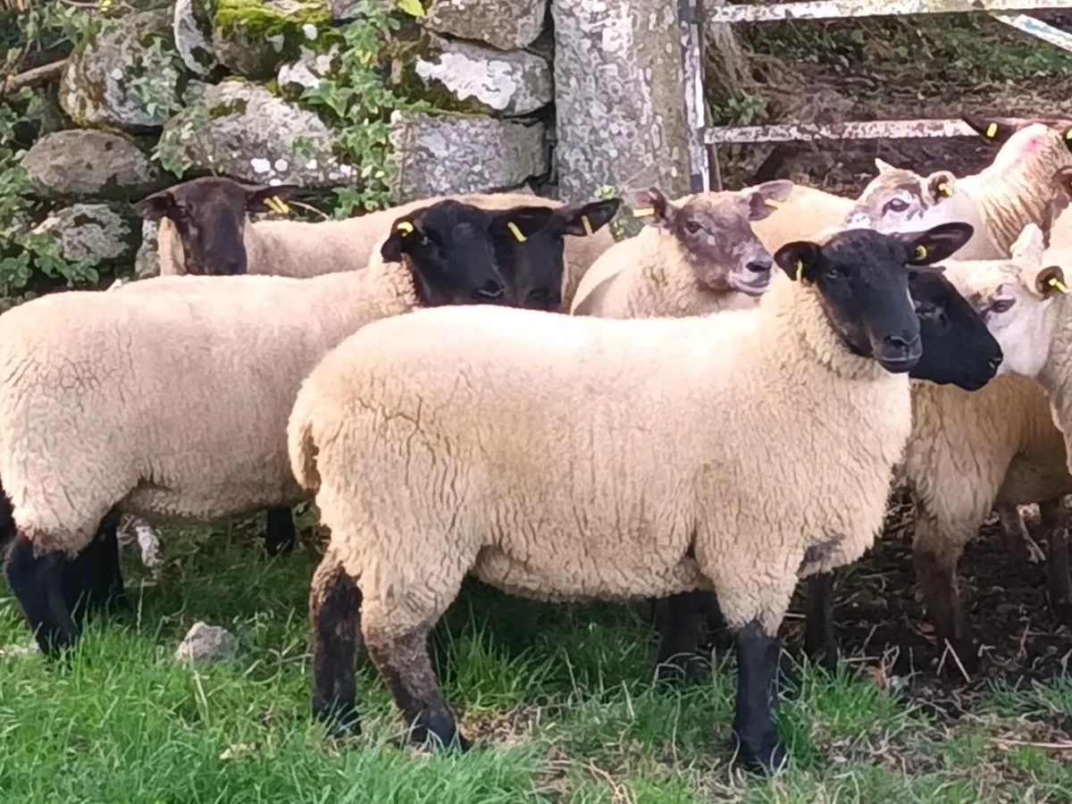 20 Hogget Ewes for sale - Image 2