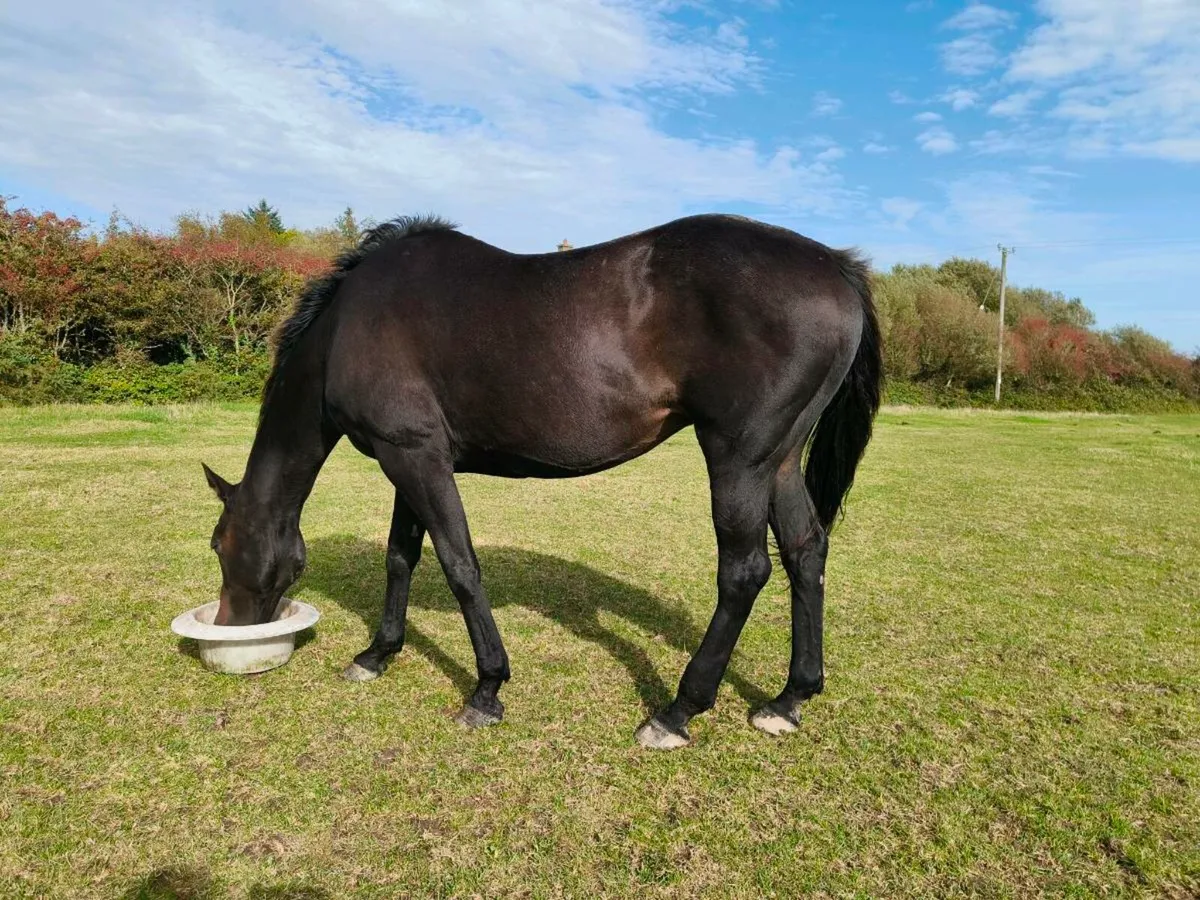 Thoroughbred mare - Image 1