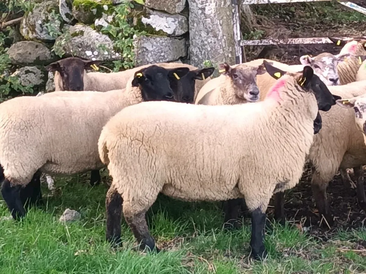 20 Hogget Ewes for sale - Image 3