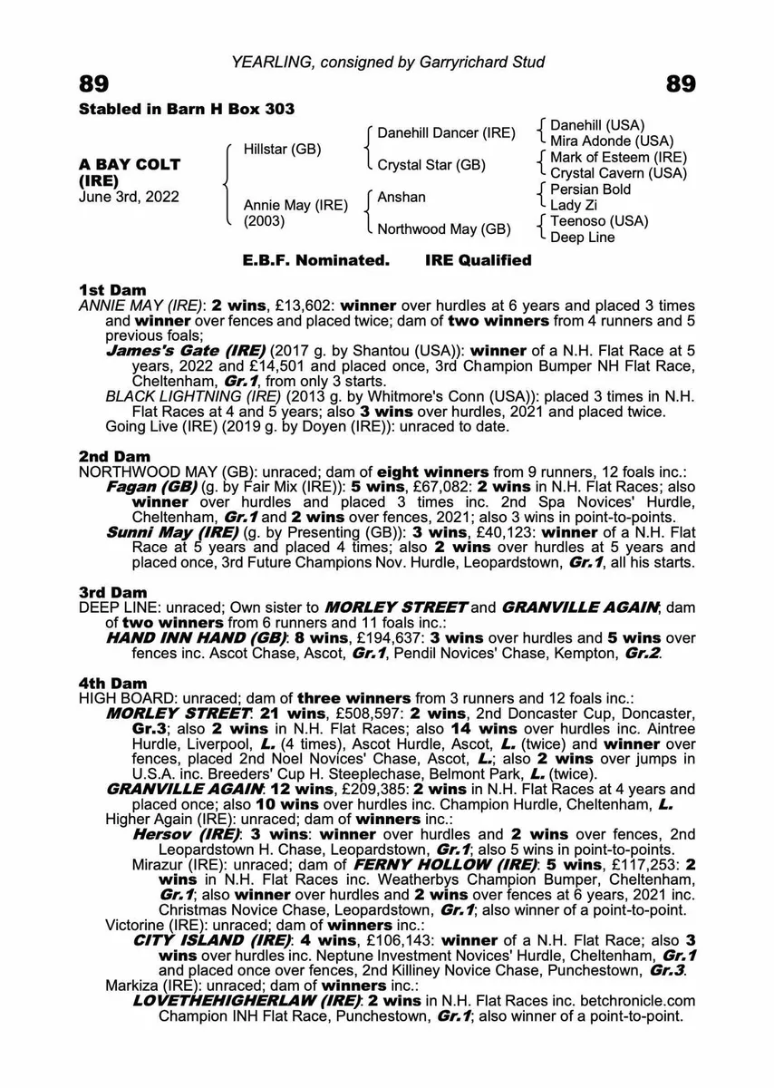 Thoroughbred mare - Image 2