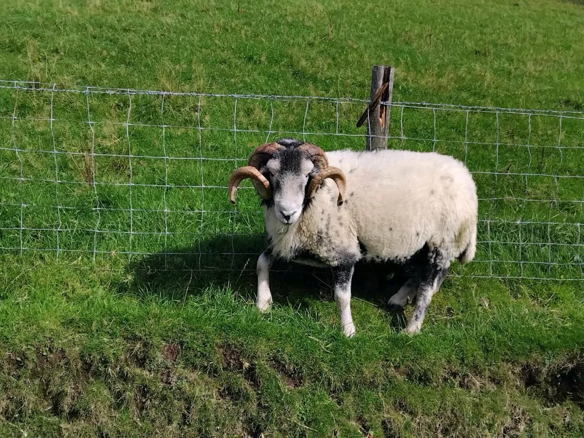 Swaledale Ram - Image 1