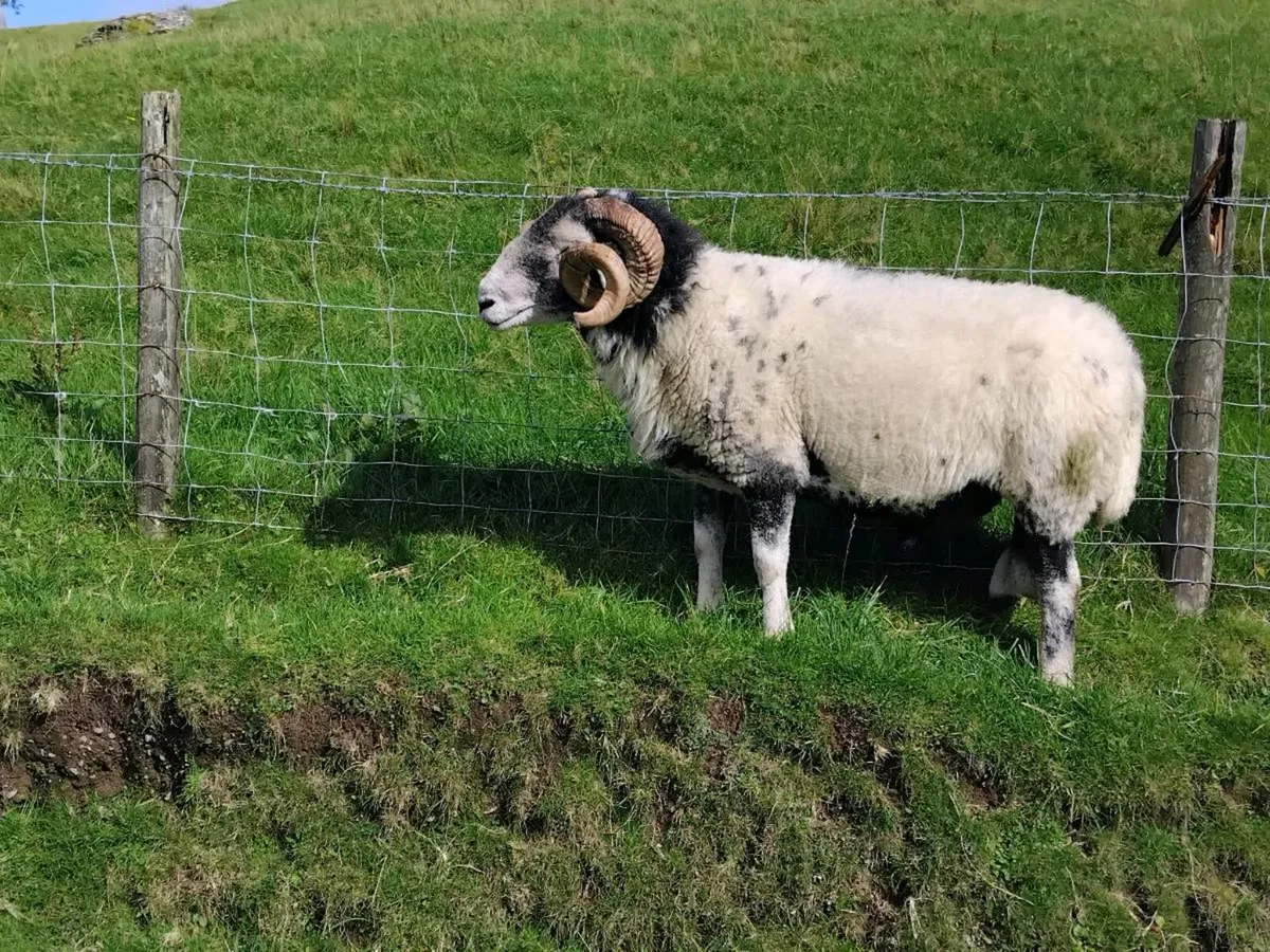 Swaledale Ram - Image 2