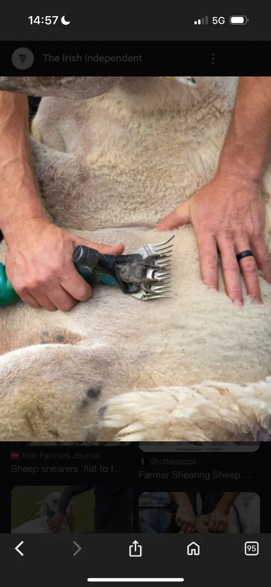 Shearing - Image 2
