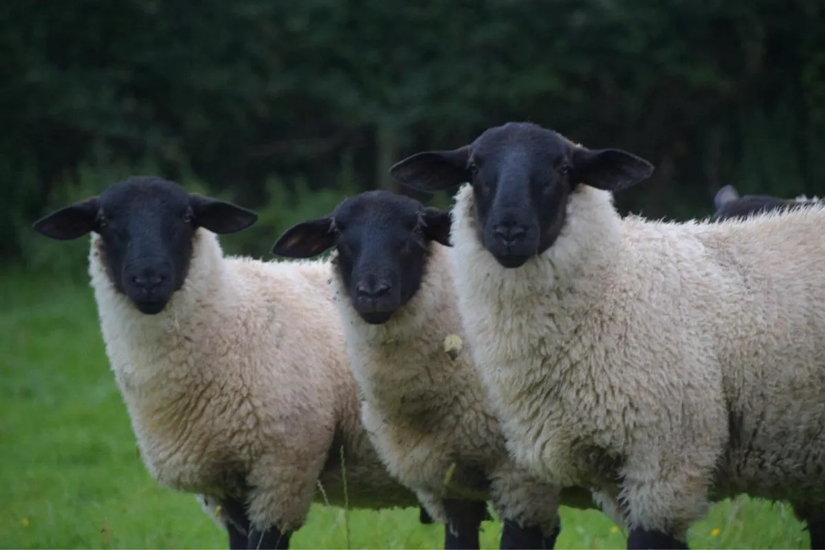 New Zealand Suffolk Ram Lambs - Image 2