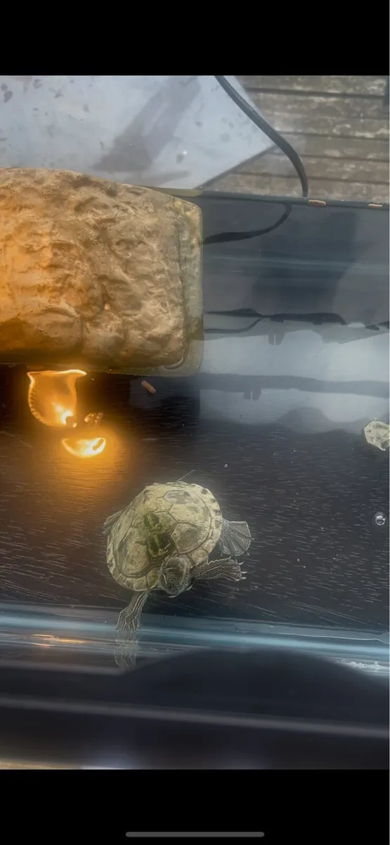 Turtle - Image 2