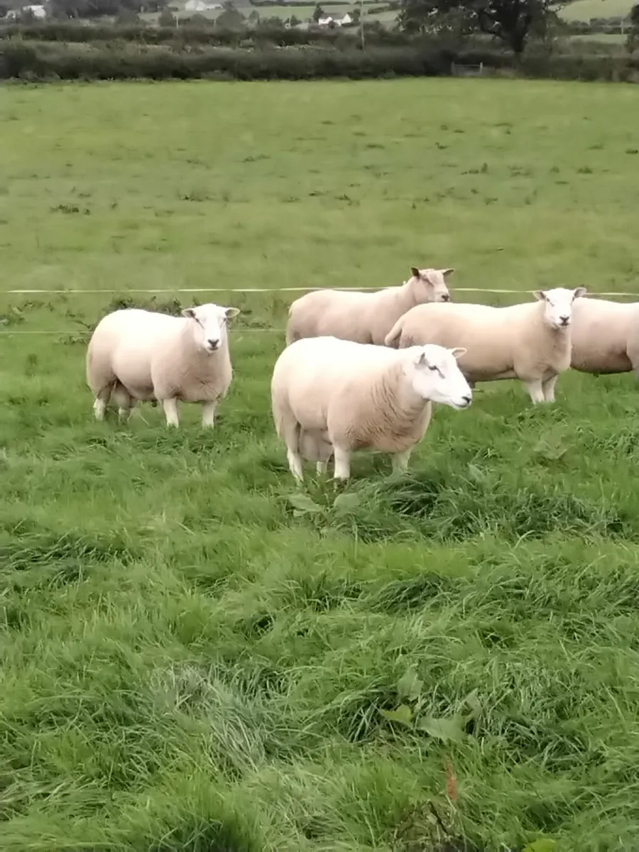 Lleyn shearling rams - Image 1