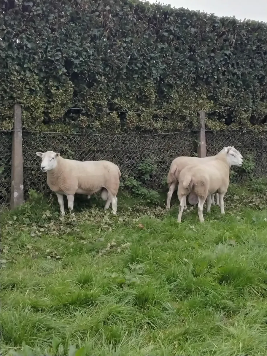 Lleyn shearling rams - Image 2