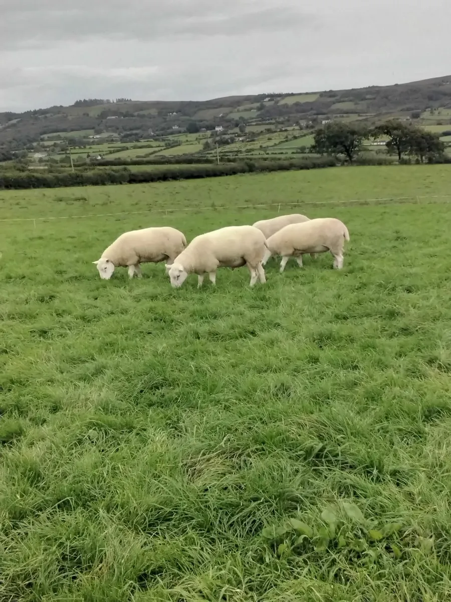 Lleyn shearling rams - Image 3