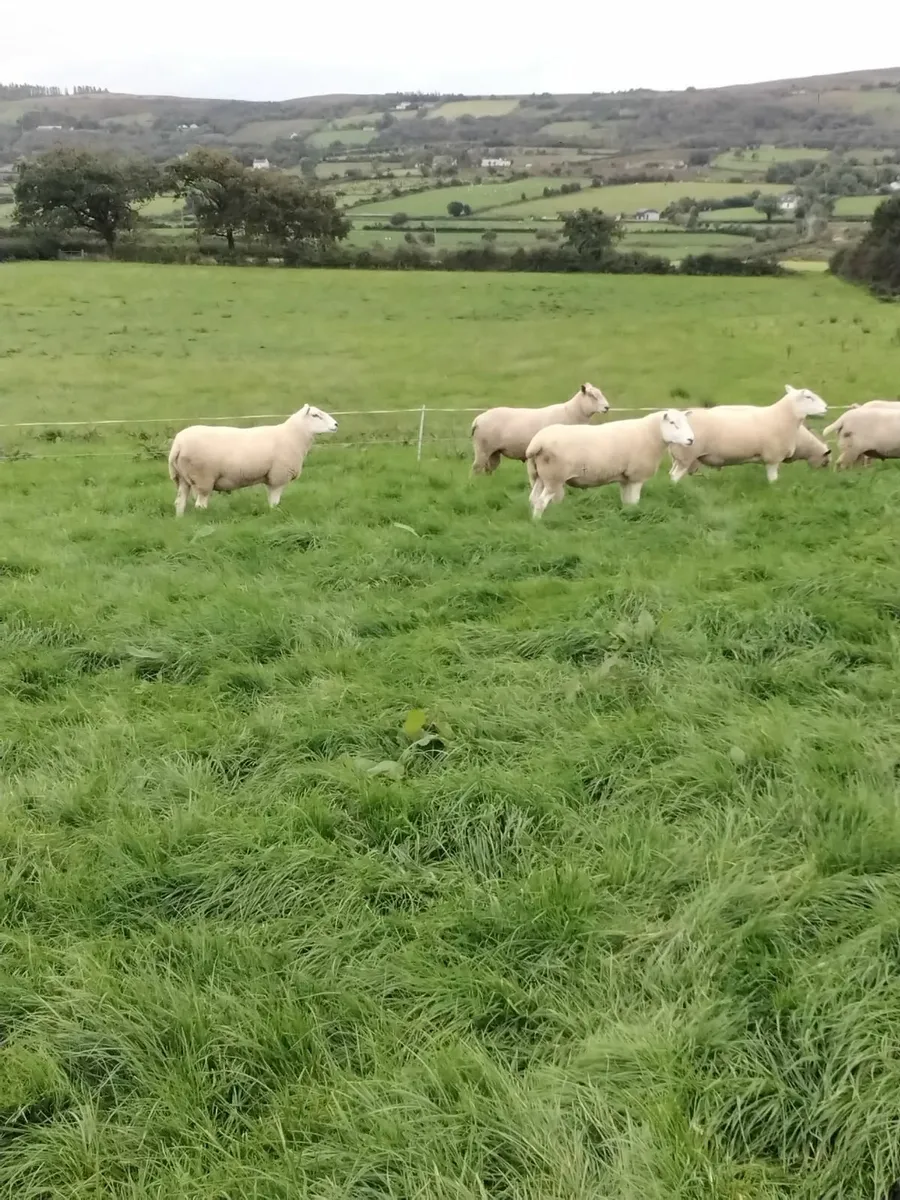 Lleyn shearling rams - Image 4