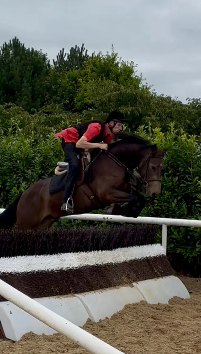 Fantastic 4yo Connemara Gelding Eventer Hunter - Image 3