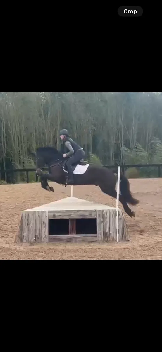 Fantastic 4yo Connemara Gelding Eventer Hunter - Image 1