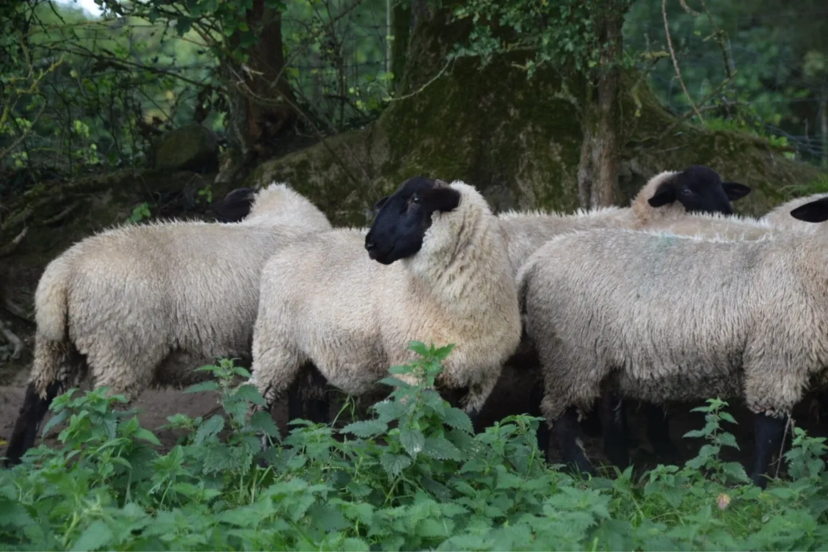 New Zealand Suffolk Ram Lambs - Image 1