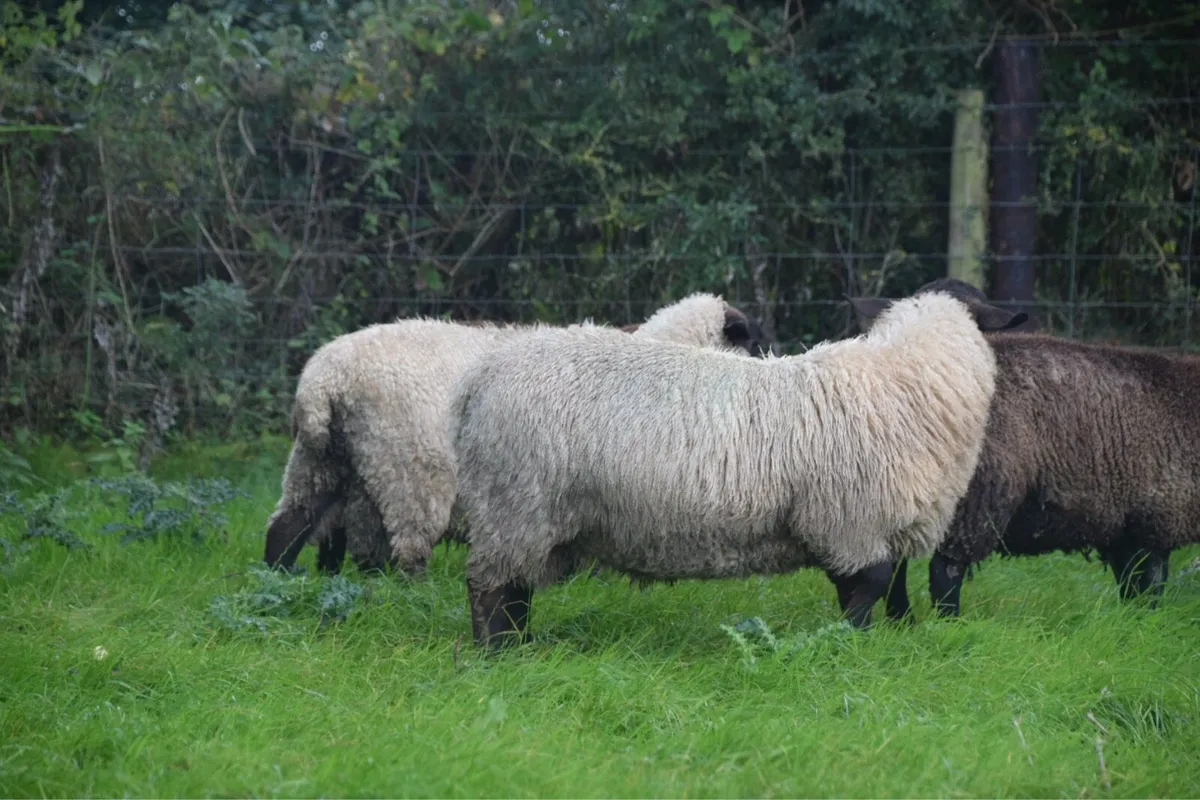 New Zealand Suffolk Ram Lambs - Image 3