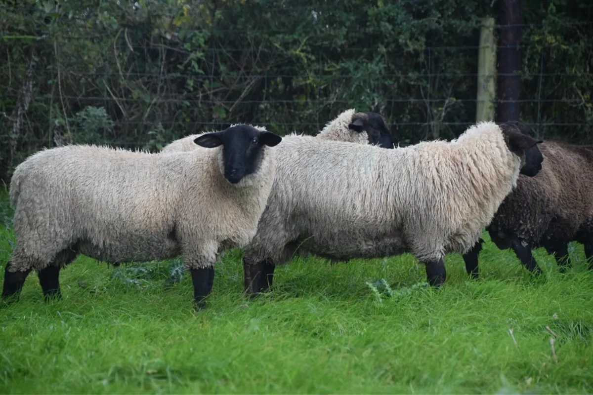 New Zealand Suffolk Ram Lambs - Image 4