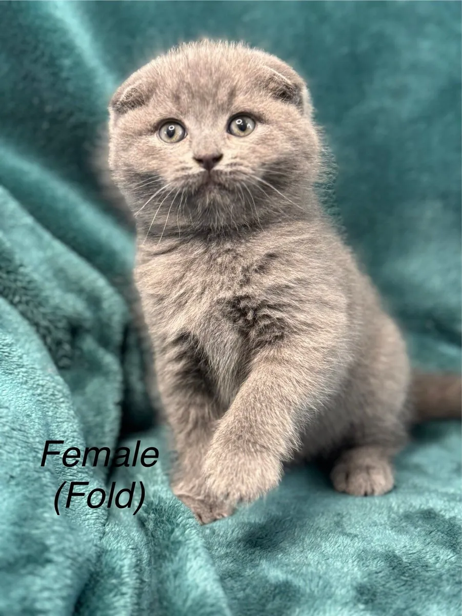 British/Scottish Fold kittens - Image 1