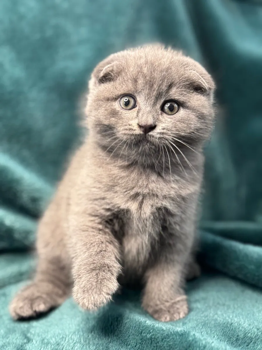 British/Scottish Fold kittens - Image 2