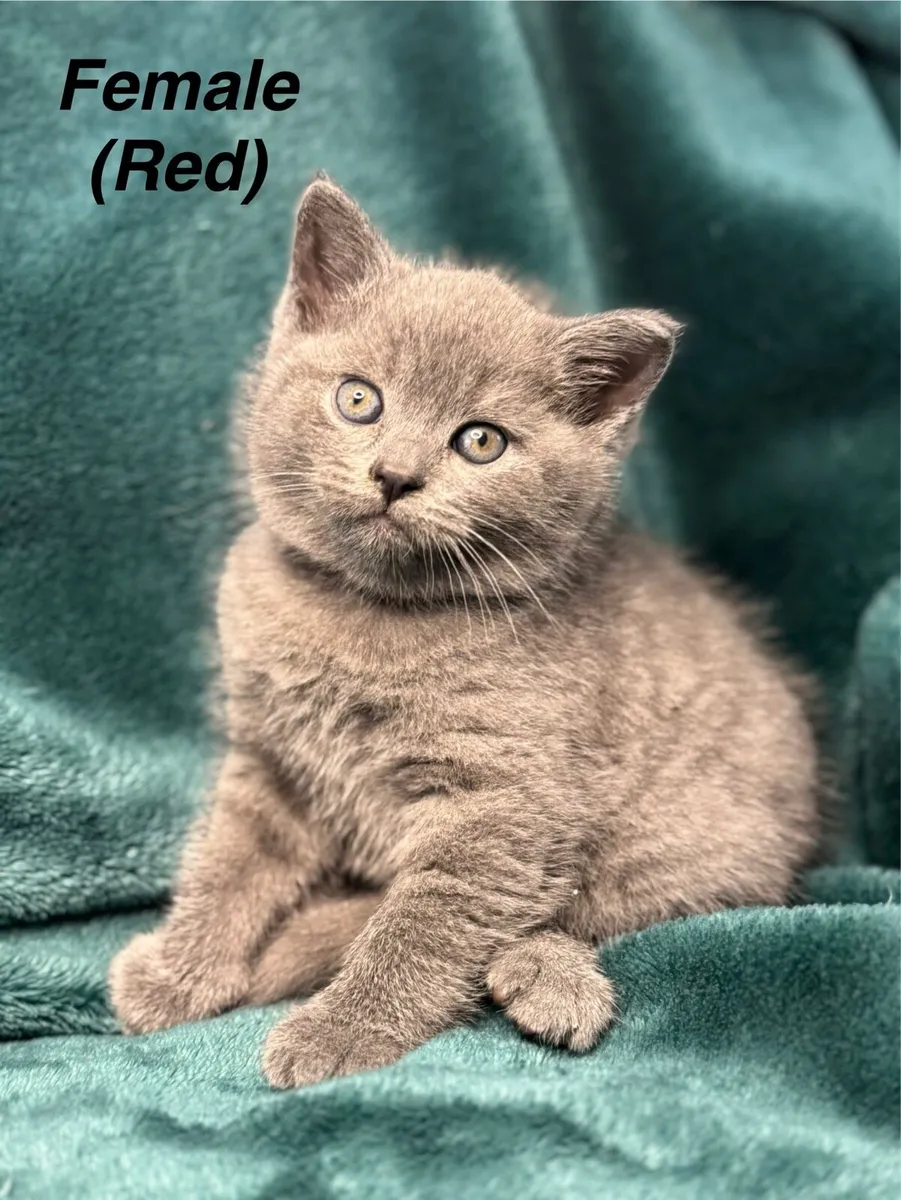 British/Scottish Fold kittens - Image 3