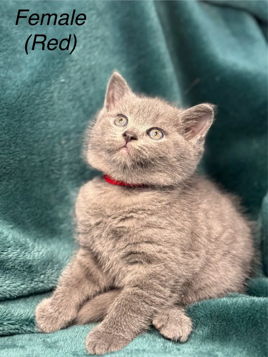 British/Scottish Fold kittens - Image 4