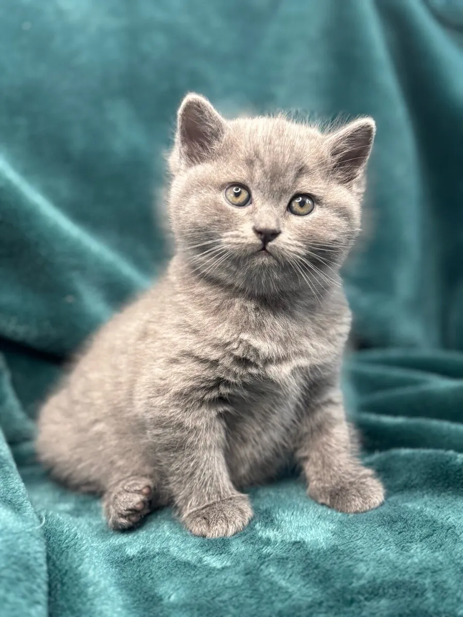 British/Scottish Fold kittens - Image 4