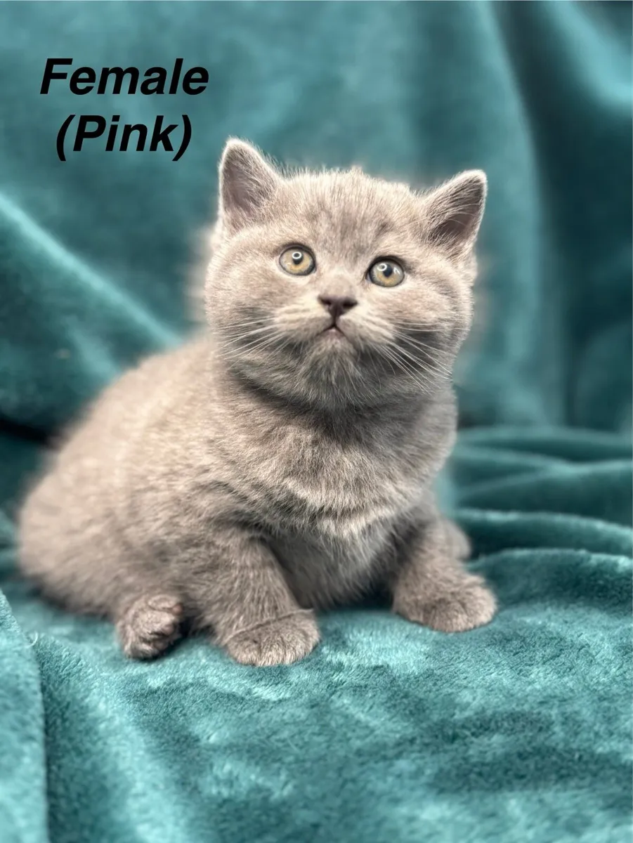 ***ALL RESERVED ***British/Scottish Fold kittens - Image 3