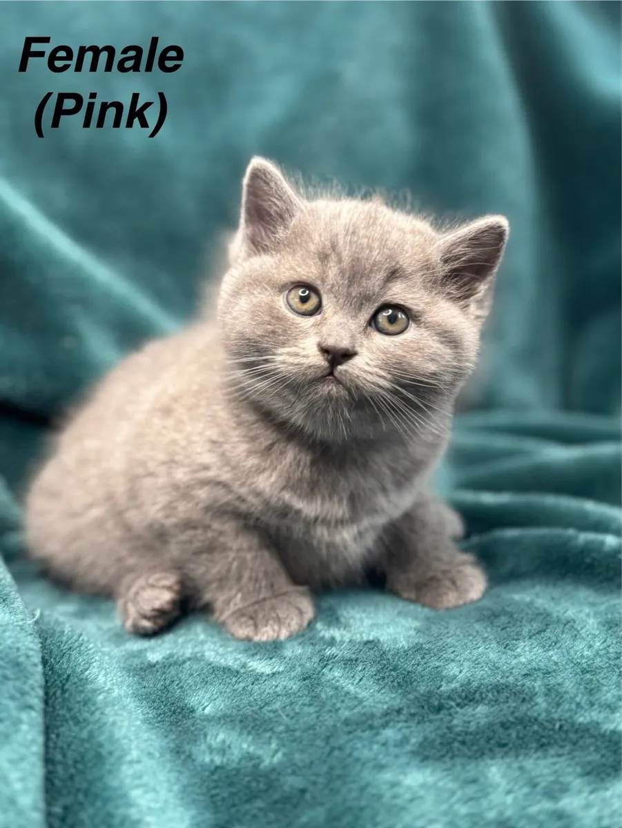 ***ALL RESERVED ***British/Scottish Fold kittens - Image 4
