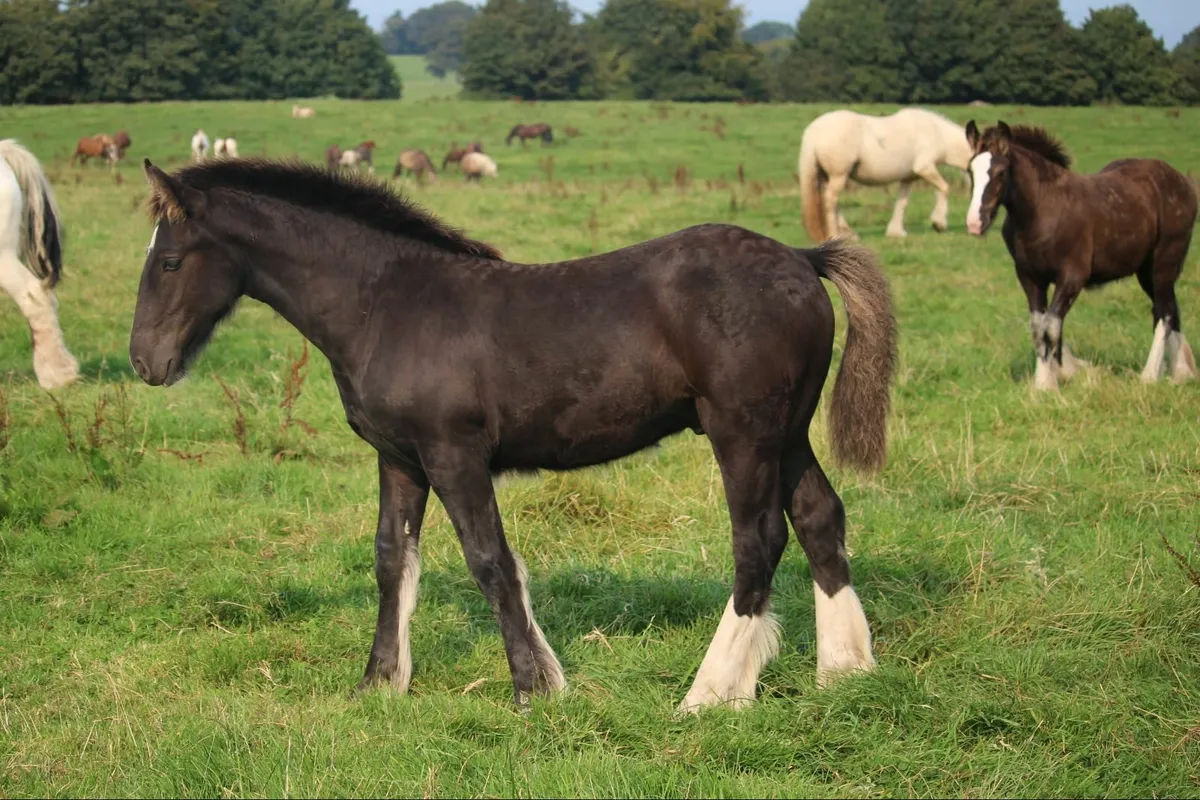 3 Full Pedigree foals to make 15.2h/15.3h - Image 1