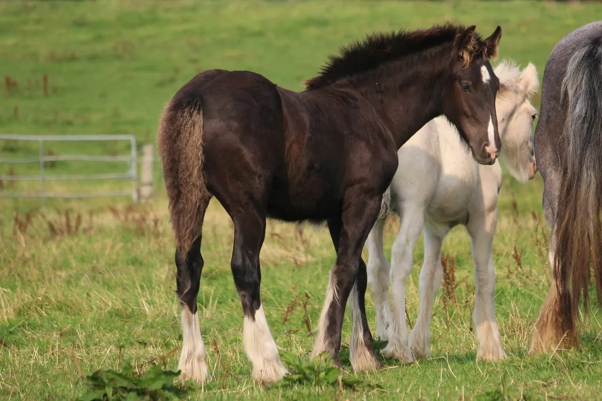 3 Full Pedigree foals to make 15.2h/15.3h - Image 2