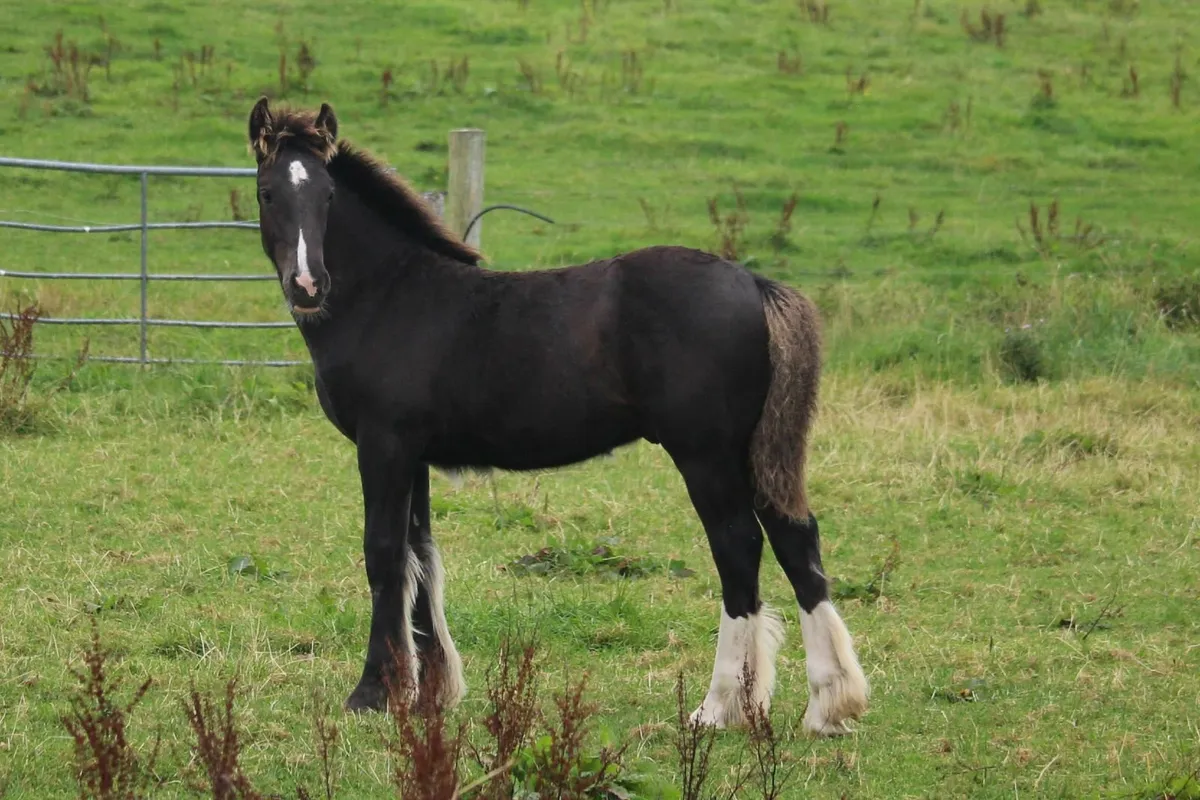 3 Full Pedigree foals to make 15.2h/15.3h - Image 3
