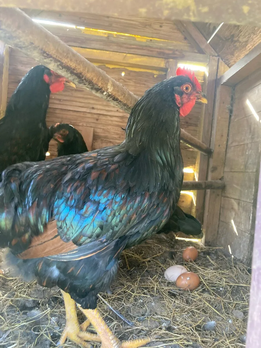 Barnvelder cockerel