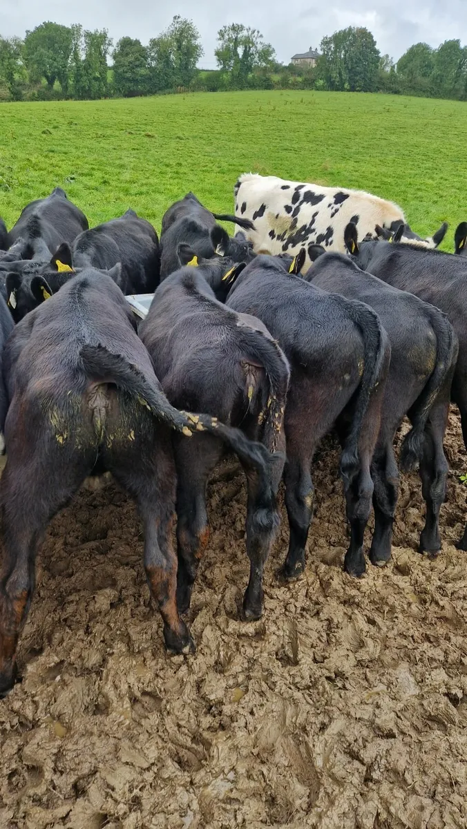 Angus weanlings - Image 1