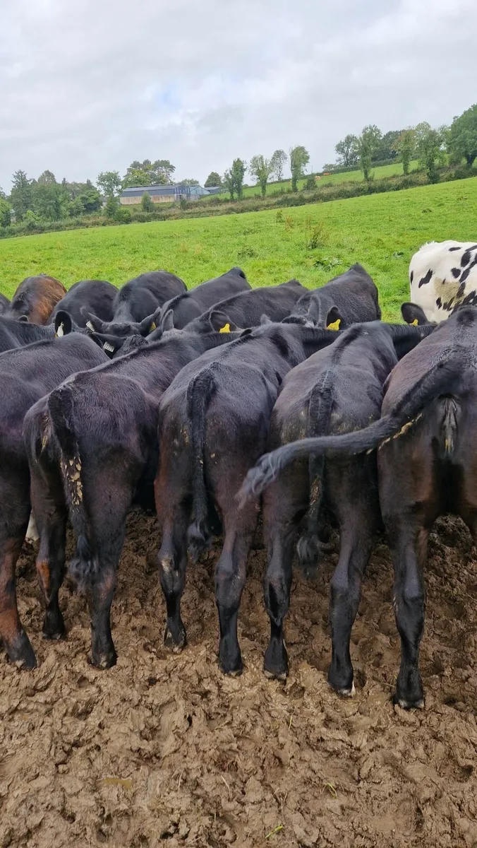 Angus weanlings - Image 3