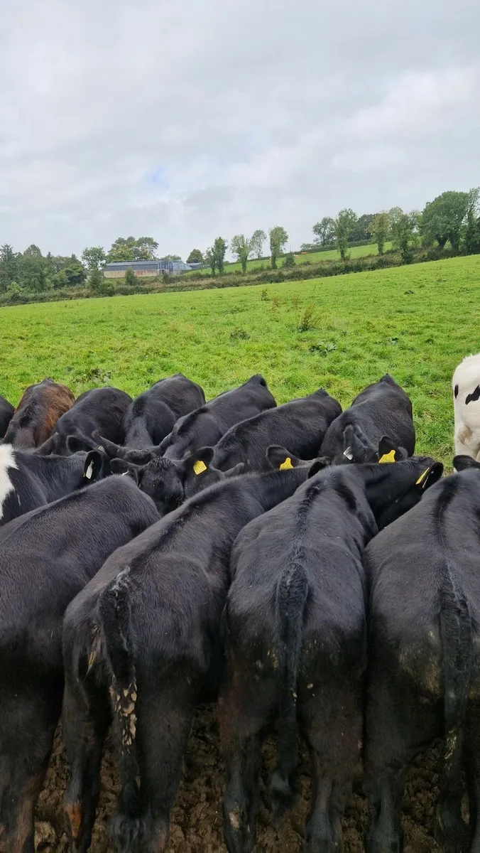 Angus weanlings - Image 4