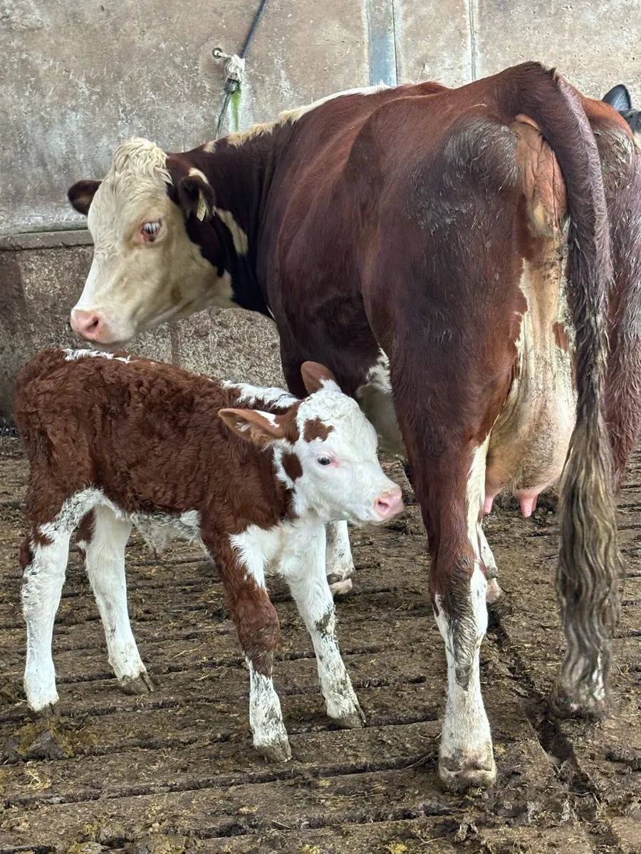 Heifers and 2nd calvers - Image 1