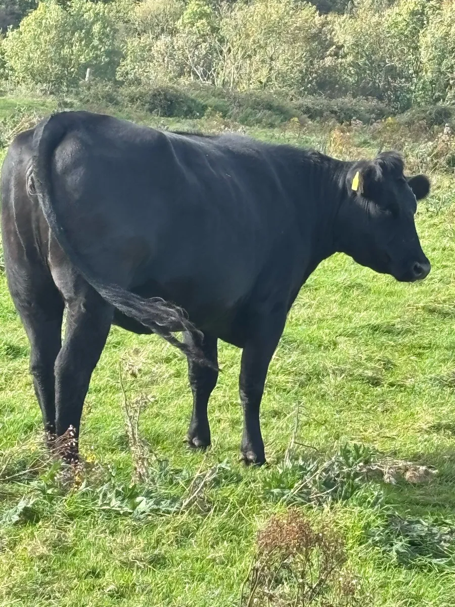Heifers and 2nd calvers - Image 2