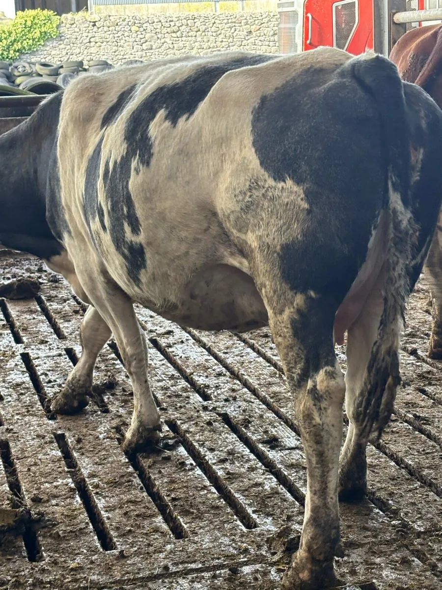 Heifers and 2nd calvers - Image 3