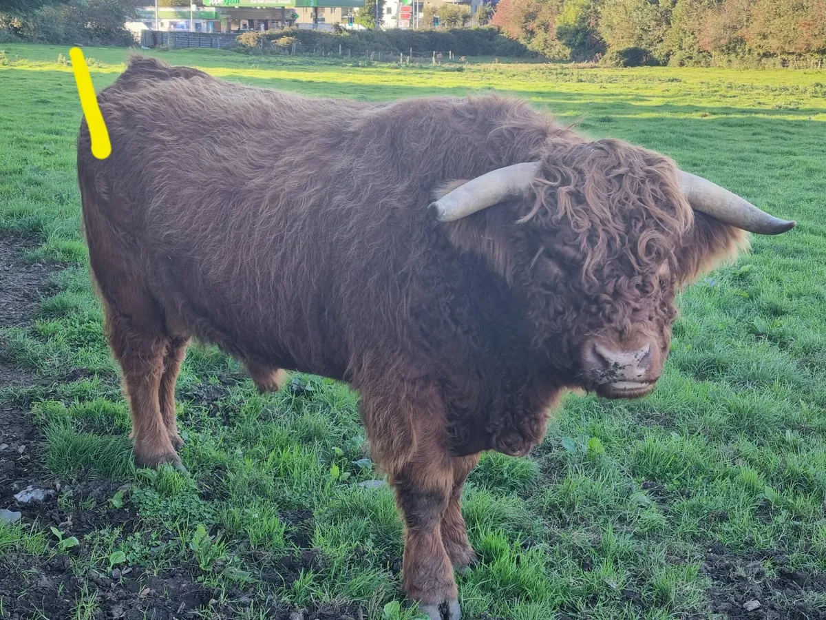 HIGHLAND CATTLE FOR SALE - Image 1