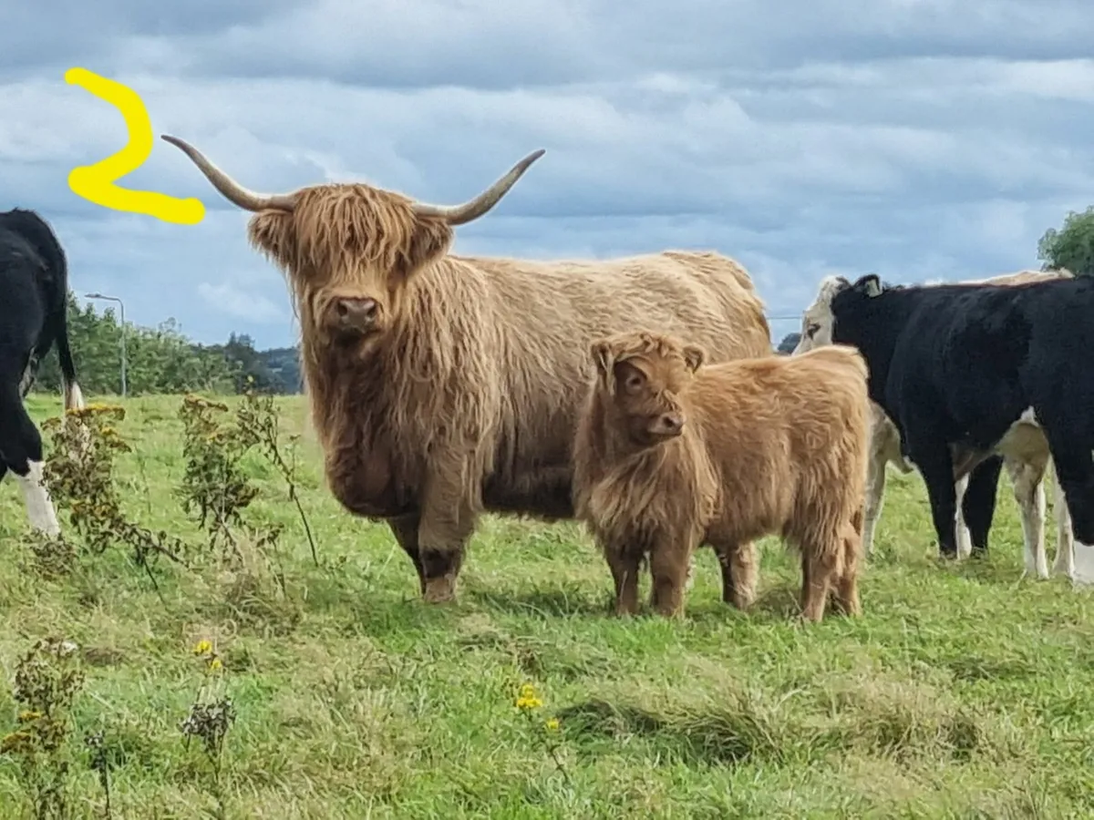 HIGHLAND CATTLE FOR SALE - Image 2