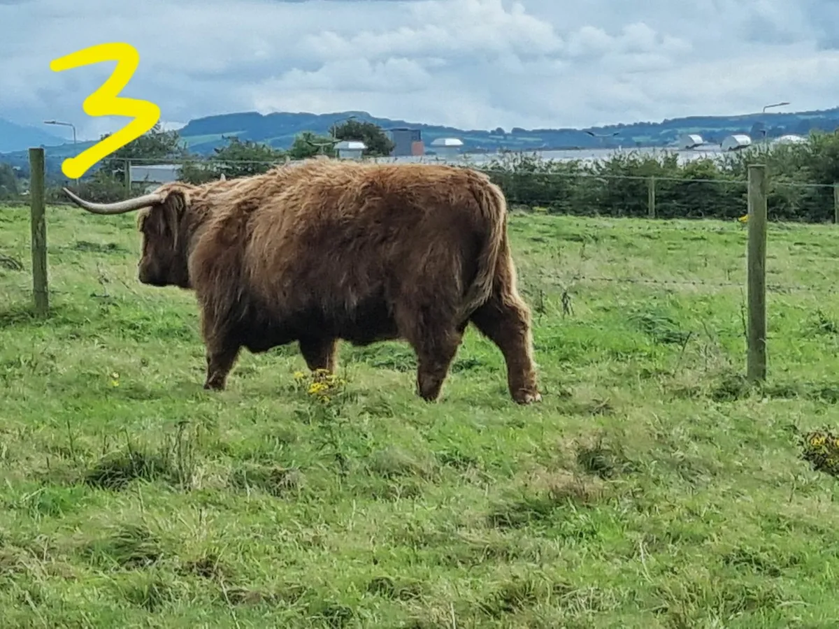 HIGHLAND CATTLE FOR SALE - Image 3