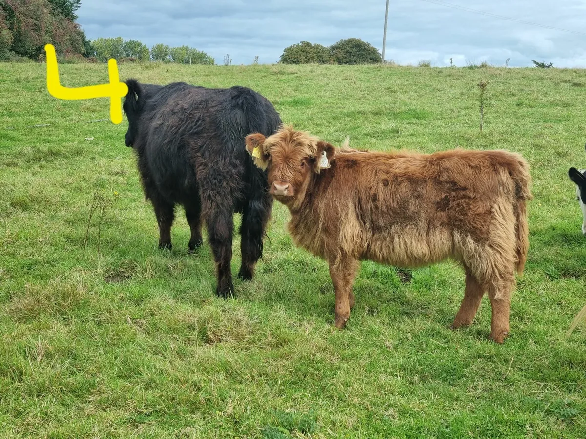 HIGHLAND CATTLE FOR SALE - Image 4