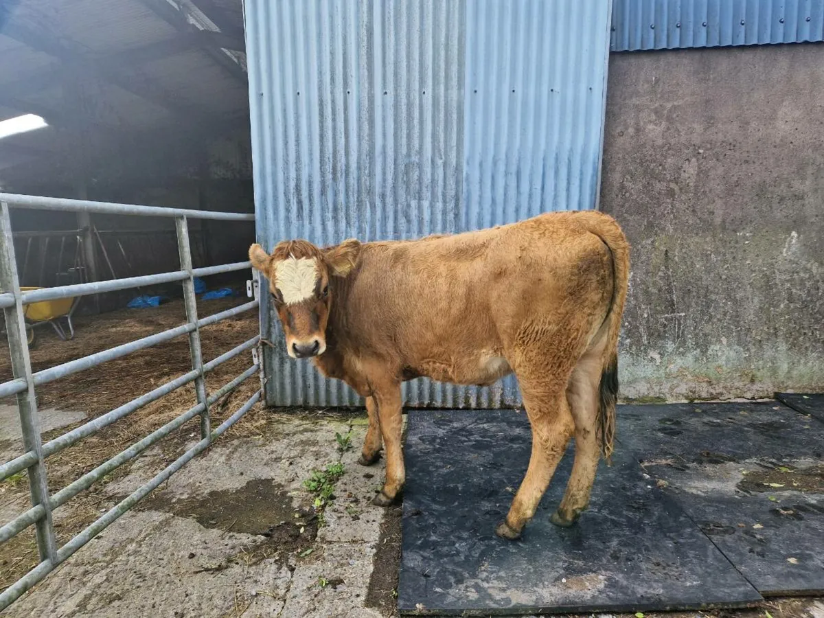 Aubrac Heifer 5 star rating - Image 1