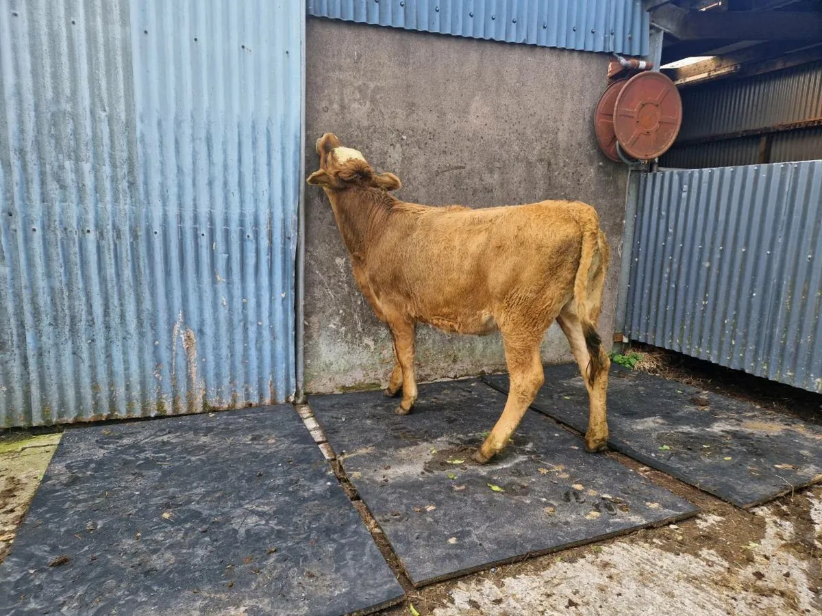 Aubrac Heifer 5 star rating - Image 2