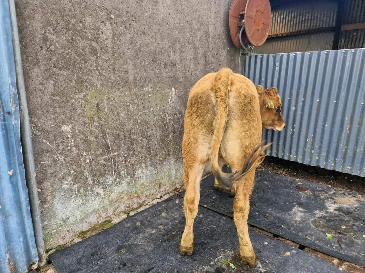 Aubrac Heifer 5 star rating - Image 4
