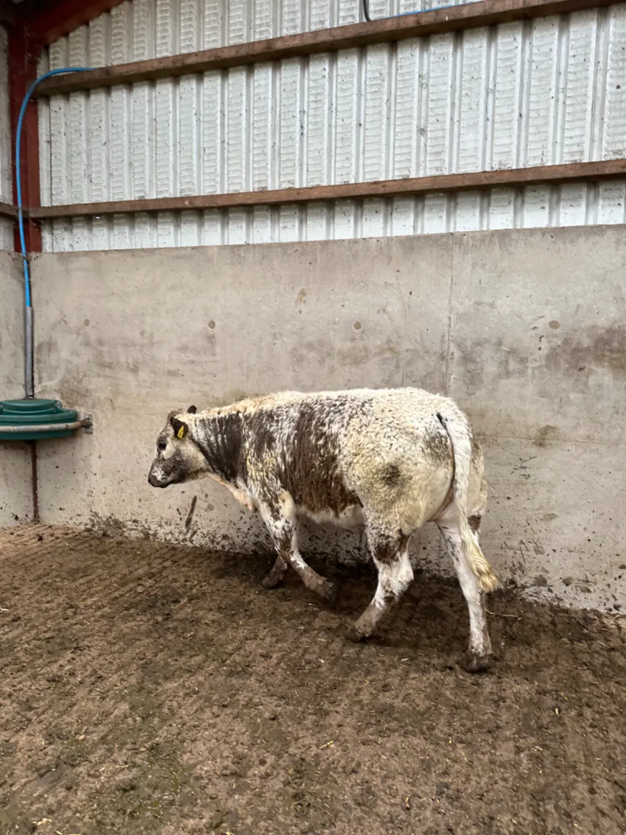 Roaned heifer - Image 2