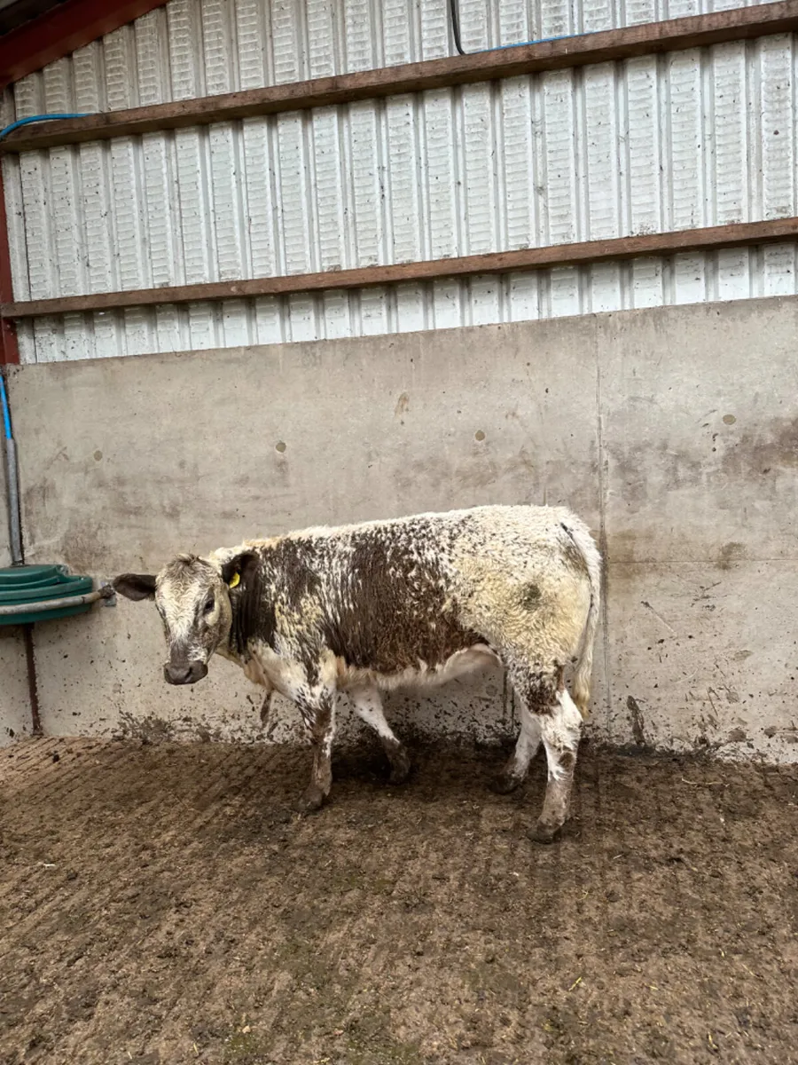 Roaned heifer - Image 3
