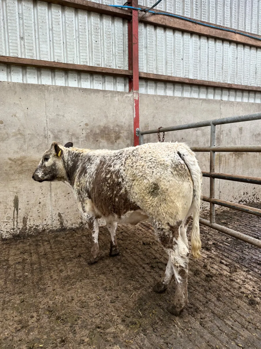 Roaned heifer - Image 4