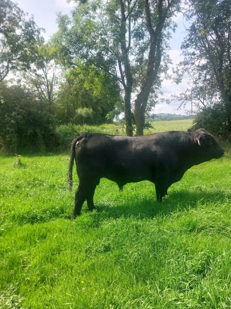 Ped AA bull - Image 4