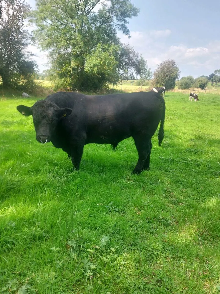 Ped AA bull - Image 1